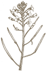 Plant Phenotype